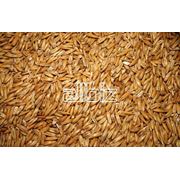 Экспорт зерна из Казахстана ТОО Муган фото