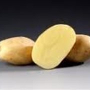 Картофель Сорт “Лабадия“ фото