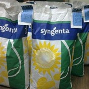 Семена подсолнечника НК Брио Syngenta фото