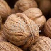 Орехи грецкие. Буракова, СПД фото