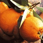 Апельсины Украина, оптом, купить
