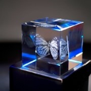 3D модель насекомых в стекле