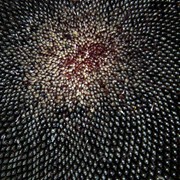 Семена подсолнечника MERLIN-199 ( гибрид Мерлин-199) кондитерского фото