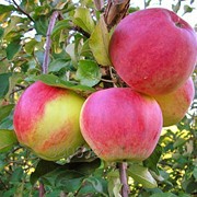 Саженцы яблони сибирской с комом 0,5*0,4 фотография