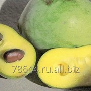 Азимина трёхлопастная (банан Небраски или Индианы, северный банан) — Asimina triloba (L.) Dunal. (Анноновые — Annonaceae Juss) фото