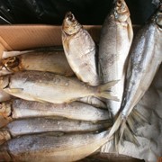 Северная Рыбка Сырок(Сиг) Рыба балычные изделия