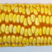 Гибрид кукурузы Оржиця 237 МВ фото