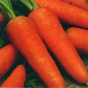 Семена моркови Курода Новая