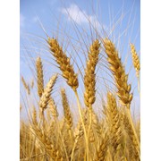 Семена озимой пшеницы Смуглянка