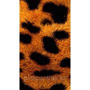 Тигровая шубка фотография