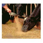 Кормовая добавка Maxcare для сухостойных коров фото