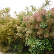 Скумпия кожевенная (коггирия ), париковое дерево — саженцы фотография