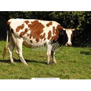 Сельское хозяйство. Животноводство. Животноводство. Искусственное осеменение крупного рогатого скота. фото