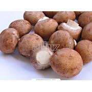 Опыление сельскохозяйственных культур фото