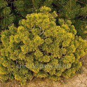 Сосна горная Pinus mugo Ophir 40-50 C25 фотография