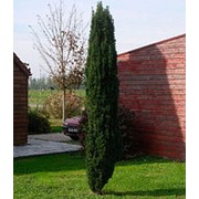 Тис ягодный Фастигиата Робуста (Taxus bac. 'Fast. Robusta') фото