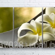 Модульна картина на полотні Біла квітка в чаші код КМ100180-101 фотография