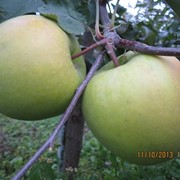 Саджанці яблуні сорту Мутсу на підщепі мм106. фото