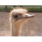 Комбикорм для страусов фото