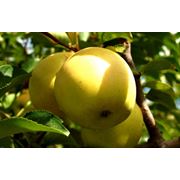 Яблоки. Сорт «Голден» фото