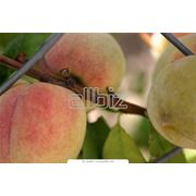 Саженцы персика фото