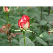 SOLARIG BC AF 150 покрытие для парников и теплиц созданное специально для выращивания Двухцветных Роз