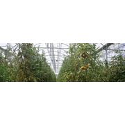 Тепличная пленка светостабилизированная с гидрофильным эффектом фото