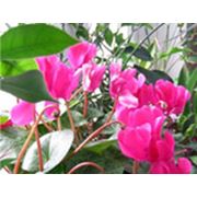 Цикламен фото