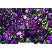 Цветы однолетние садовые фото