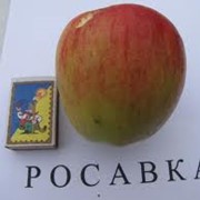 Саженец яблони Росавка фотография