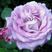 Розы Лугдунум