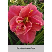 Лилейник Congo Coral фото