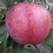 Саженцы яблонь Малинове оберляндське (Малинівка) фотография