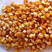 Семена кукурузы НС 300, кукуруза посевная по доступным ценам в Украине фотография
