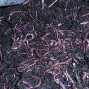 Черви Старатель фото