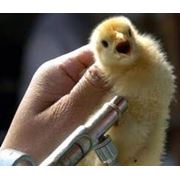 вакцины фото