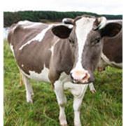 Ветеринарный препарат для крупного рогатого скота