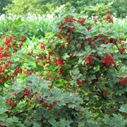 Смородина Ribes alpinum Schmidt 60 – 80