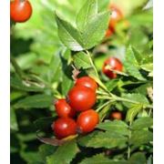 Плоды высушеные Шиповника Собачьего фото