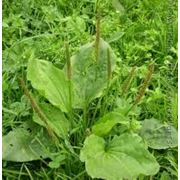 Экстракт корня солодки фото