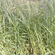 Покос травы, косить траву. фото