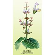 Шалфей мускатный фото