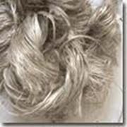 Прядильные культуры Кенаф фото