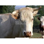 Продажа племенного крупного рогатого скота фотография