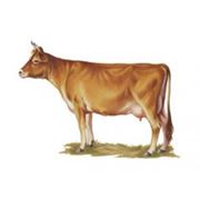 Скот крупный рогатый мясной фотография