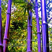 Семена бамбука - многоцветный фиолетовый Zizhu s15