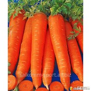 Морковь столовая фото