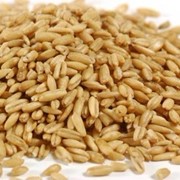 Крупы пшеничные оптом фото