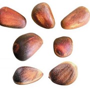 Орехи кедровые фото