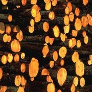 Пиломатериалы,круглые лесоматериалы(дуб)(купить,заказать оптом Ужгород,Украина) фото